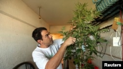 Marijuana home grower and activist Juan Vaz works on a marijuana plant in Montevideo, Uruguay, Mar. 7, 2014. 