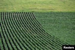 Soybeans grow in a field outside Wyanet, Illinois, July 6, 2018.