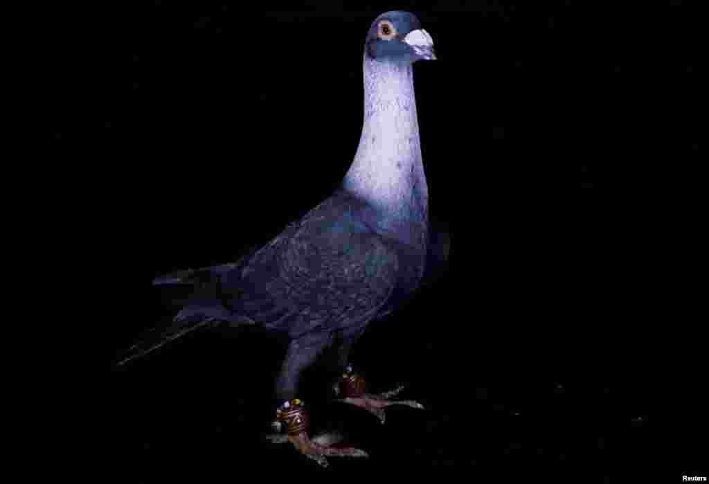 این کبوتر که در ترکیه پرورش یافته و اسمش &rdquo;ایسپیر&ldquo; هست، ۳۹۵ دلار&nbsp;یا ۱۵۰۰ لیره ترک، ارزش دارد.