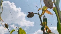 Weerarri Hoomaa Hawaannisa Ammas Naannoolee Oromiyaa, Somaalee fi Uummatoota Kibbaaf Sodaachise