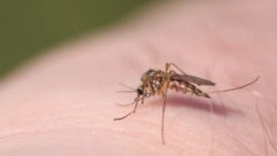 Mosquito da dengue, uma das várias doenças tropicais negligenciadas