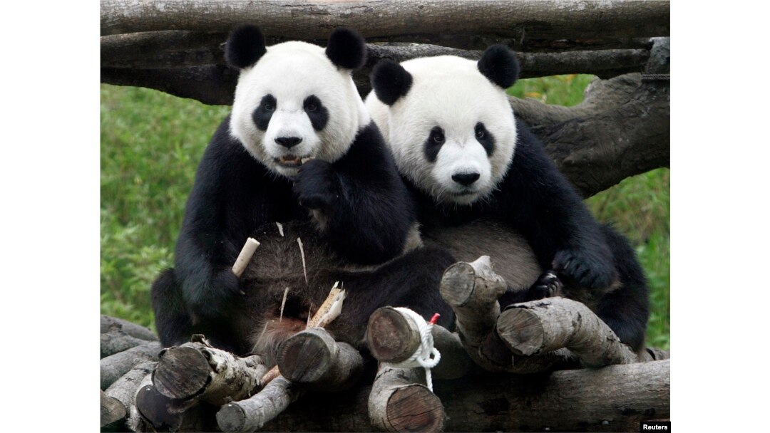 First Cub Born In Taiwan to Gift Pandas From China