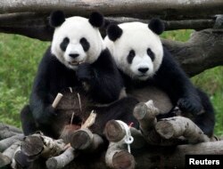 Pandas Tuan Tuan and Yuan Yuan, whose names together mean "reunion" in Chinese, sit together inside their enclosure at the Taipei City Zoo, May 19, 2009.