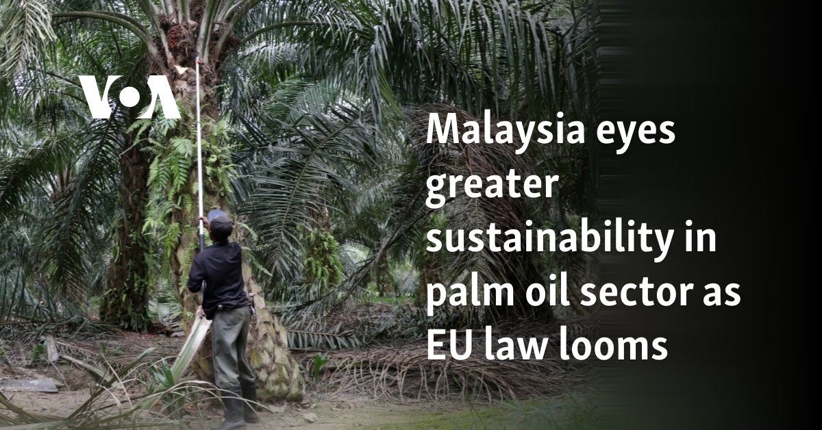 Malaysia eyes greater sustainability in palm oil sector as EU law looms