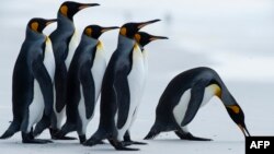 (FILES) In this file photo taken on October 06, 2019 King penguins are seen at Volunteer Point, north of Stanley in the Falkland Islands (Malvinas), a British Overseas Territory in the South Atlantic Ocean, on October 6, 2019. 