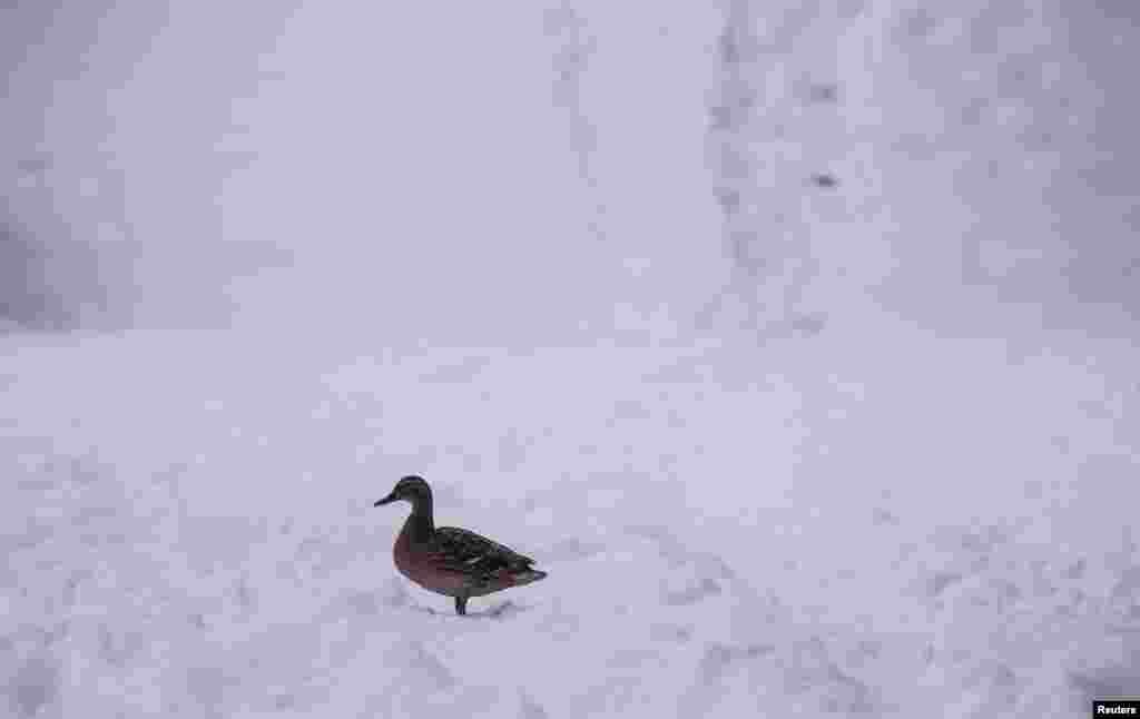 تصویری از یک اردک در میان زمین پوشیده از برف در مسکو &nbsp;