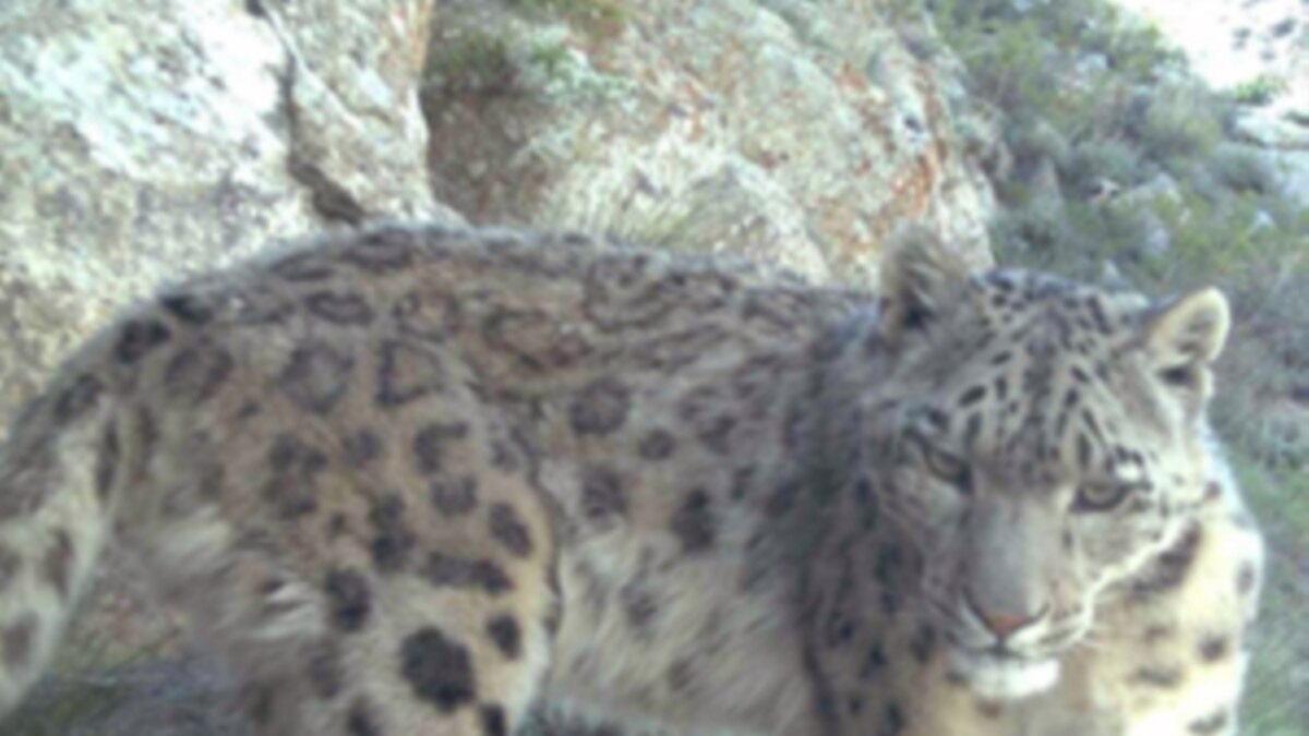 Endangered Snow Leopards Discovered in Afghanistan