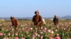 UN: Afghan Opium Cultivation Down 20 Percent