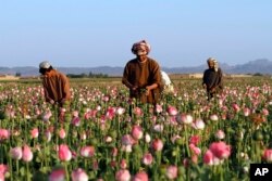 FILE - In this April 11, 2016, photo, farmers harvest raw opium at a poppy field in the Zhari district of Kandahar province, Afghanistan.