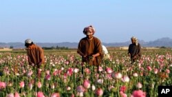 FILE - In this April 11, 2016, photo, farmers harvest raw opium at a poppy field in the Zhari district of Kandahar province, Afghanistan.