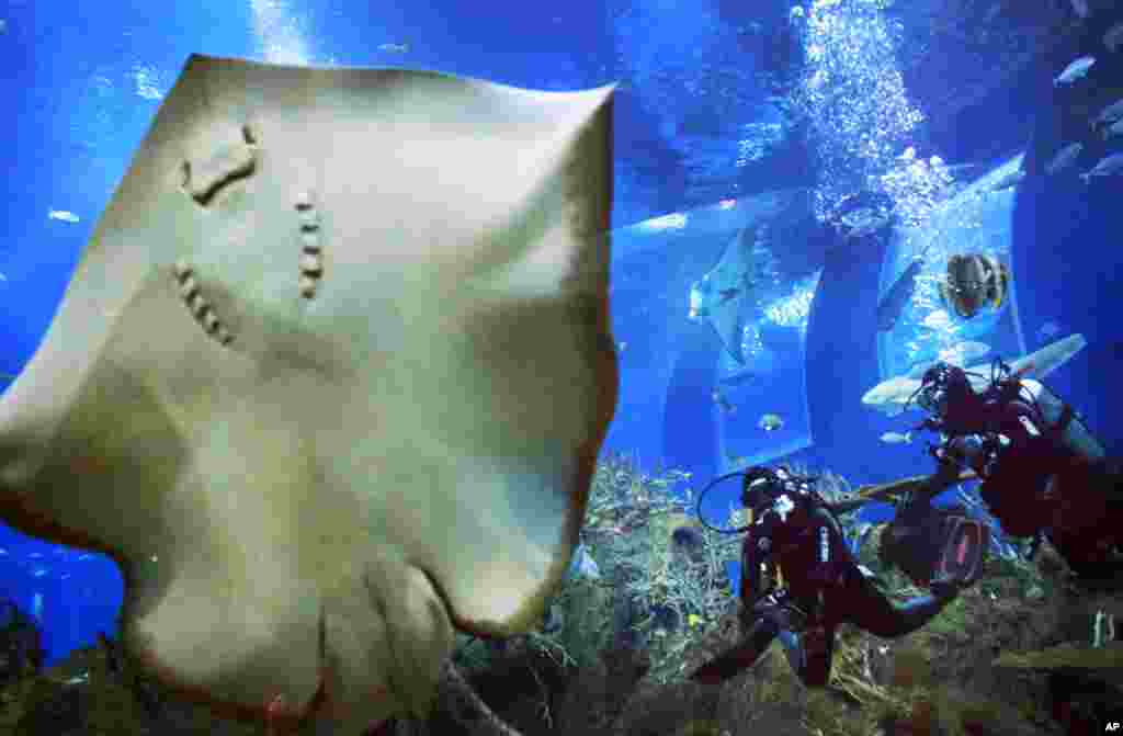 Divers approach a Leopard Ray perched against the glass of an exhibit at the Marine Life Park at Resorts World, one of the city-state's newest tourist attractions, in Singapore.