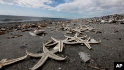 Se han visto estrellas marinas en las marismas del sur de California y otros lugares, de acuerdo a un reporte del Orange County Register del martes. 