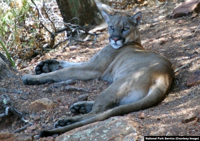 A mountain lion in Big Bend National Park