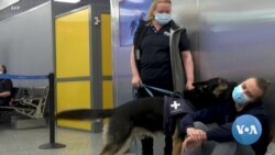 Sniffer Dogs Beat Swabs in Detecting Coronavirus 