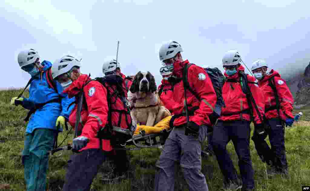 This picture released by Wasdale Moutain Rescue shows volunteers carrying Daisy, a 55-kilogram St. Bernard dog, down from Scafell pike, one of England&#39;s highest peaks, near Grasmere in northwest England.