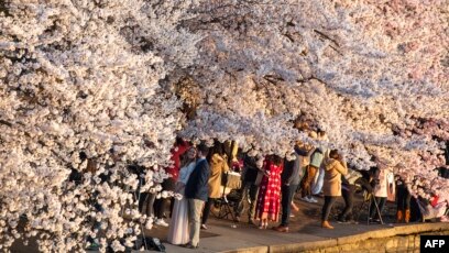 Ring in Spring at D.C.'s National Cherry Blossom Festival