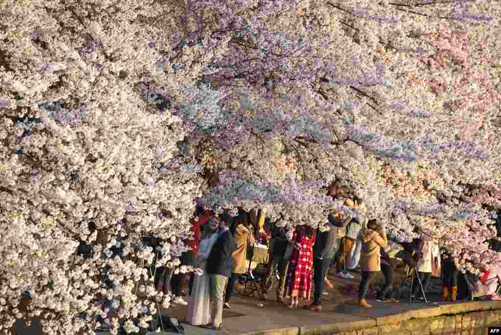 People walk under cherry blossom trees as the sun rises at the Tidal Basin in Washington, D.C.