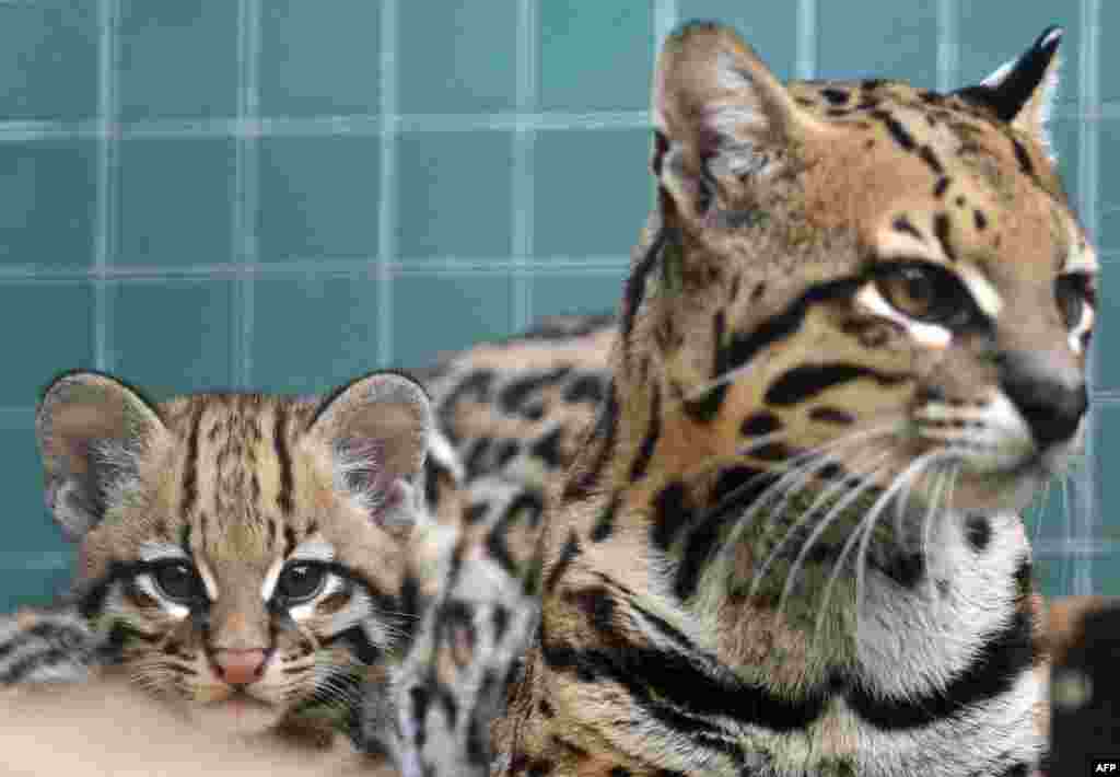 A baby ocelot sits next to its mother at the Zoologischer Garten zoo in Berlin, Germany.