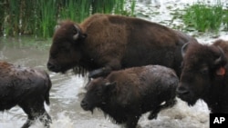 There are about 500,000 bison in the United States today, not enough to keep up with demand for their meat.