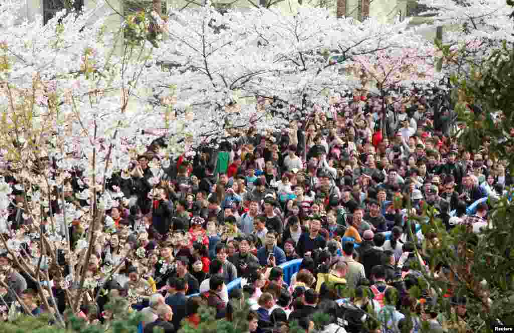 南京市春意盎然，鸡鸣寺樱花似锦，2018年3月25日，游春观景者人山人海，摩肩接踵。有网友戏称“人太多，樱花不够用了！”