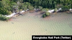 Des feux orques morts le long de la côte en Floride, le 16 janvier 2017. (Everglades Natl Park Twitter Account)