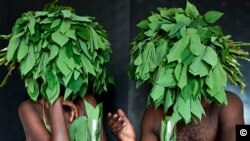 Un homme et une femme, peut-être des amoureux, couverts des feuilles de manioc, sont au resto en train de boire symboliquement une boisson congolaise, représentée des feuilles de manioc, un des plats nationaux au Congo.