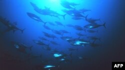 Cá ngừ vây xanh trong Ðại tây dương đã giảm 80% kể từ năm 1970
