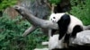 生活在华盛顿国家动物园的大熊猫美香