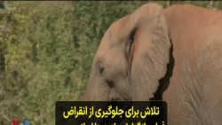 تلاش برای جلوگیری از انقراض فیل‌ها؛ گزارشی از رزیتا ایراندوست و توضیحات سام خسروی‌فرد