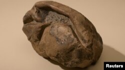 General view of a fossil egg of a marine reptile, found in Antarctica, in this picture obtained by Reuters on June 16, 2020. (UNIVERSITY OF CHILE/Handout via REUTERS)