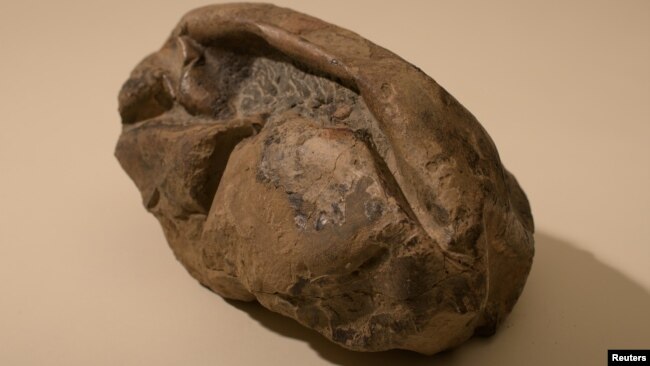 General view of a fossil egg of a marine reptile, found in Antarctica, in this picture obtained by Reuters on June 16, 2020. (UNIVERSITY OF CHILE/Handout via REUTERS)