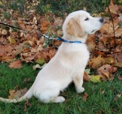 Kiko, anak anjing golden retriever yang diadopsi keluarga Josephine November lalu (foto: courtesy).