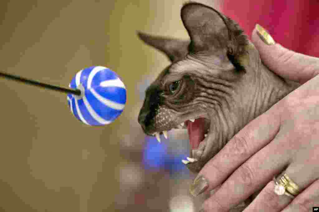 Seekor kucing jenis Canadian Sphynx cat nampak tidak senang dengan mainan yang disodorkan juri dalam kompetisi internasional kucing tercantik di Bukares, Rumania.