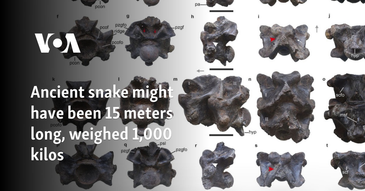 Ancient snake might have been 15 meters long, weighed 1,000 kilos