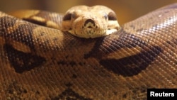 Una pitón en un zoológico en Bucarest. Las autoridades canadienses incautaron 40 serpientes de este tipo cerca de Toronto.
