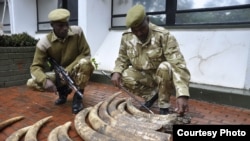 Kenyan Wildlife Service rangers display elephant tusks seized in Nairobi from a suspected smuggler who says the 19 ivory pieces came from Tanzania, March 31, 2013. (KWS) 