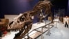 Pameran Tyrannosaurus Rex di Washington Tahun Depan