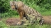 بھارت: شیروں کے مختص علاقے سیاحت کے لیے بند 