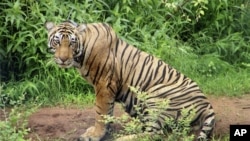 A three-year-old tiger rests in the sun at India's Sariska Tiger Reserve in the western state of Rajasthan. 