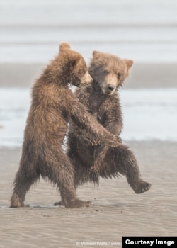 Highly Commended: 'Tango' - Michael Watts - USA. (Comedy Wildlife Photography Awards)