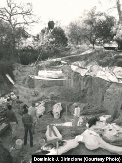 This 1990 photo shows excavators removing plaster casts of the herd with a crane.