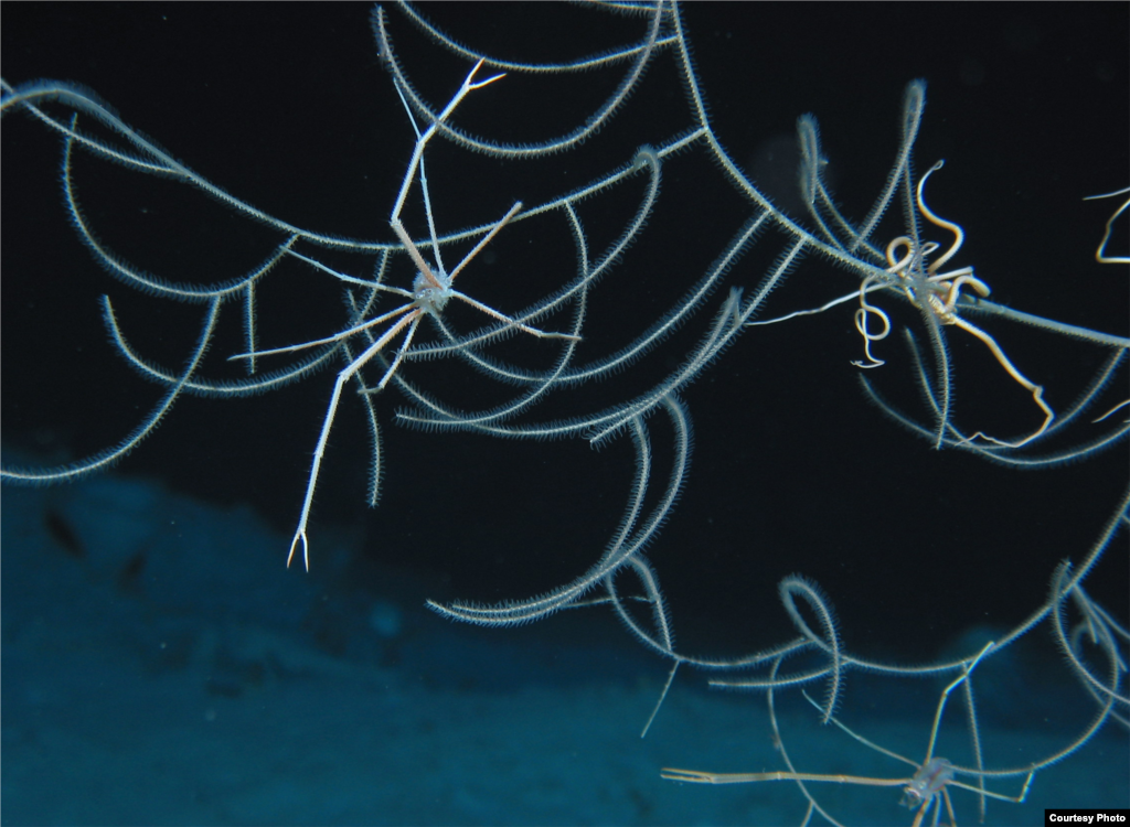 Crabs feeding from coral, Credit: Sonke Johnsen