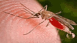 Lutte contre le paludisme : l’argent fait défaut