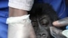 Rwanda Recovers Stolen Baby Mountain Gorilla