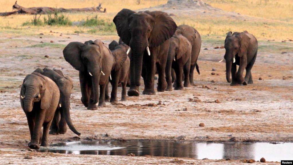 FILE - A herd of elephants walk past a watering hole in Hwange National Park, Zimbabwe.