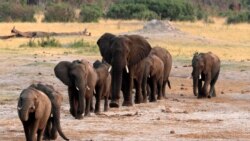 FILE - A herd of elephants walk past a watering hole in Hwange National Park, Zimbabwe.