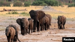 Un troupeau d'éléphants passe devant un point d'eau dans le parc national de Hwange, Zimbabwe, le 14 octobre 2014. REUTERS / Philimon Bulawayo / File Photo - D1BEUCFAIZAA