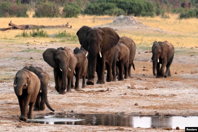 زمبابوے کے ہوانگ نیشنل پارک میں بڑی تعداد میں ہاتھی موجود ہیں۔