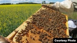 A honey bee colony, filled with busy bees tending their brood and food storage. (Maj Rundlöf)