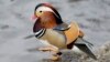 Colorful Mandarin Duck Excites New Yorkers